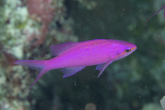 Mirolabrichthys pascalus