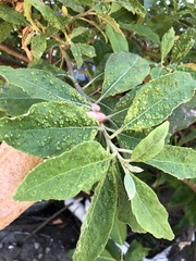 Eriophyes plucheae
