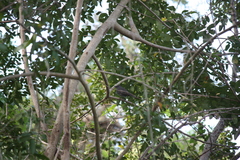 Dumetella carolinensis image
