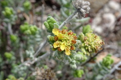 Teucrium aureum