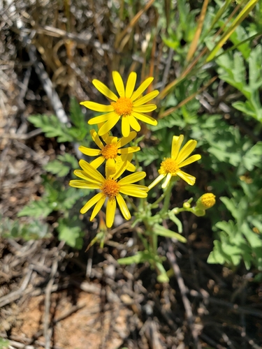 Image of Senecio californicus by (c) Amy, some rights reserved (CC BY)