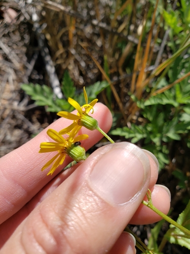 Image of Senecio californicus by (c) Amy, some rights reserved (CC BY)