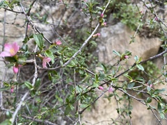 Prunus incana