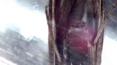 Ceraclea nigronervosa