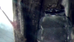 Ceraclea nigronervosa