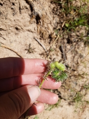 Schizomyia macrofila