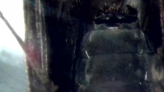 Ceraclea nigronervosa