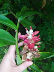 Costus atlanticus