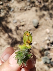 Schizomyia macrofila