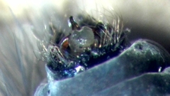 Ceraclea nigronervosa