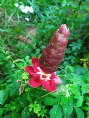 Costus atlanticus