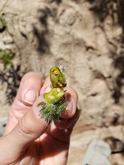 Schizomyia macrofila