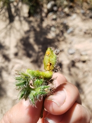 Schizomyia macrofila