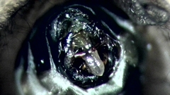 Ceraclea nigronervosa