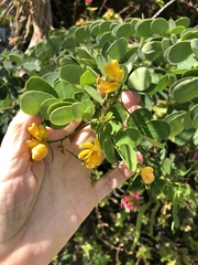 Senna bicapsularis
