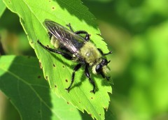 Laphria posticata