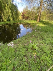 Darmera peltata