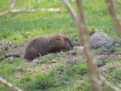 Marmota monax
