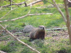 Marmota monax