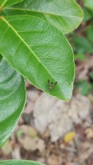 Diptera