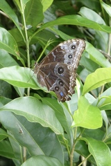 Morpho helenor narcissus