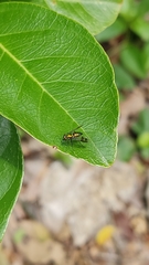 Diptera
