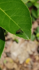 Diptera