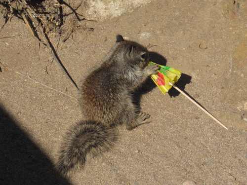 California Ground Squirrel