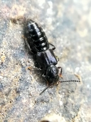 Thinodromus