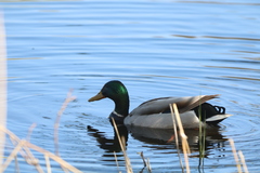 Anas platyrhynchos