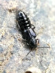 Thinodromus
