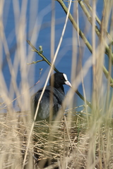 Fulica atra