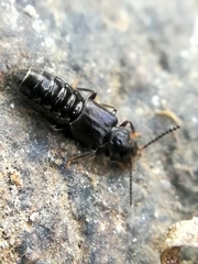 Thinodromus