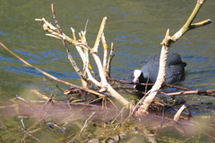 Fulica atra