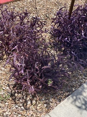 Angiospermae