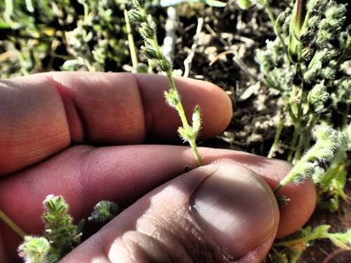 Image of Plagiobothrys undulatus by no rights reserved