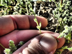 Plagiobothrys undulatus