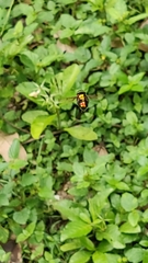 Diptera