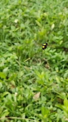 Diptera