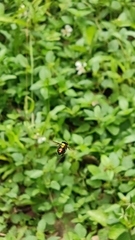 Diptera