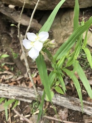 Tradescantia ozarkana