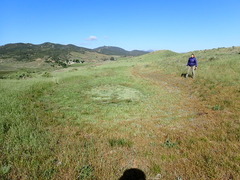 Plagiobothrys undulatus