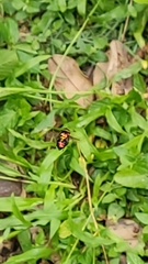 Diptera
