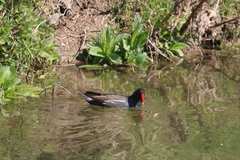 Gallinula chloropus