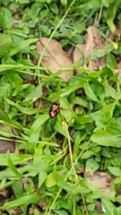Diptera