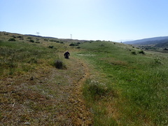 Plagiobothrys undulatus