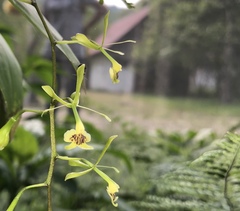 Epidendrum veroscriptum