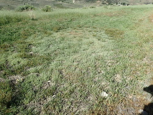 Image of Plagiobothrys undulatus by no rights reserved