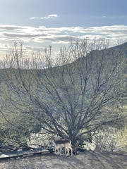 Dama