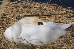 Cygnus olor